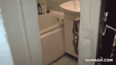 giphy.gif