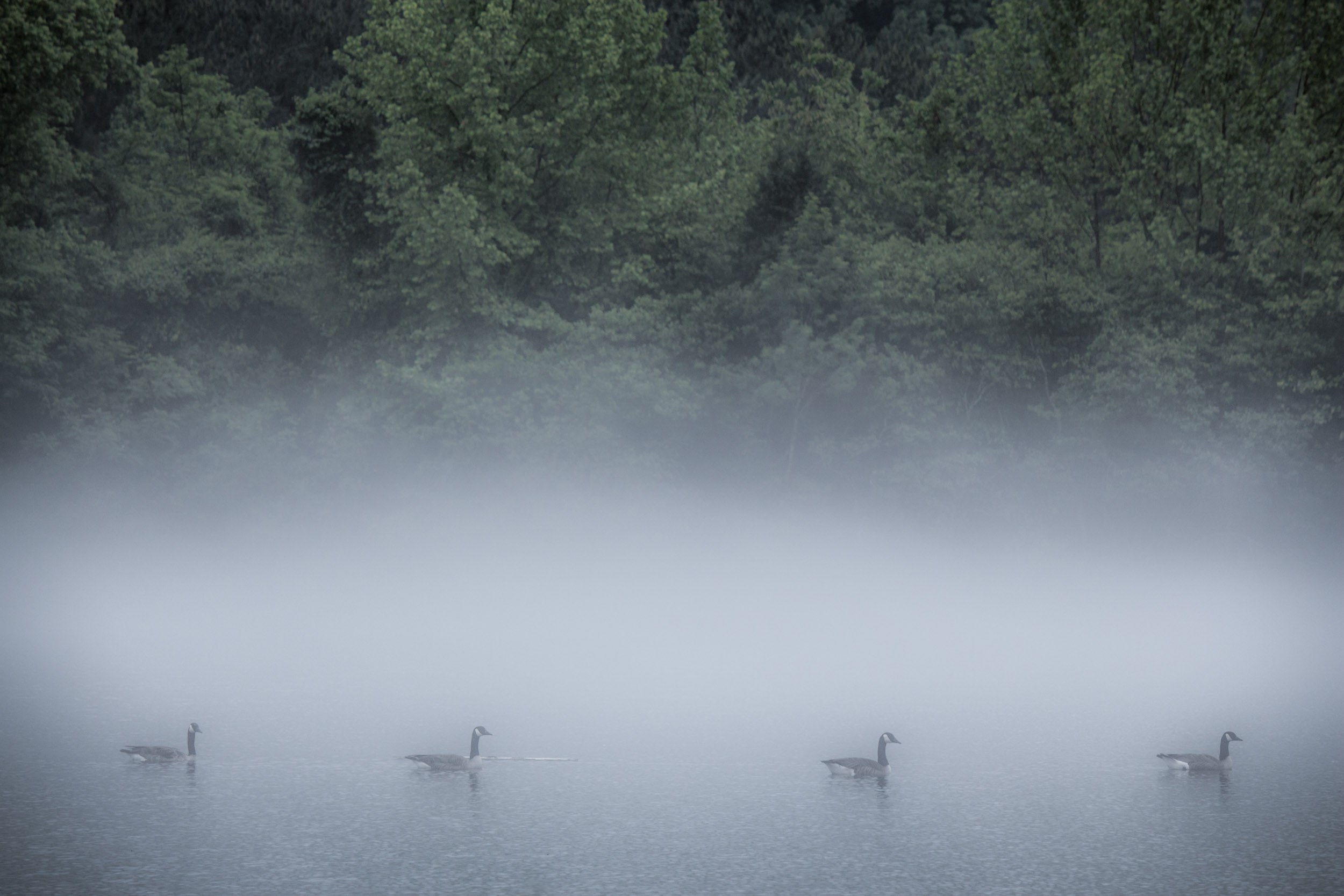 Geese fog lake photo by Ron Hautau.jpg