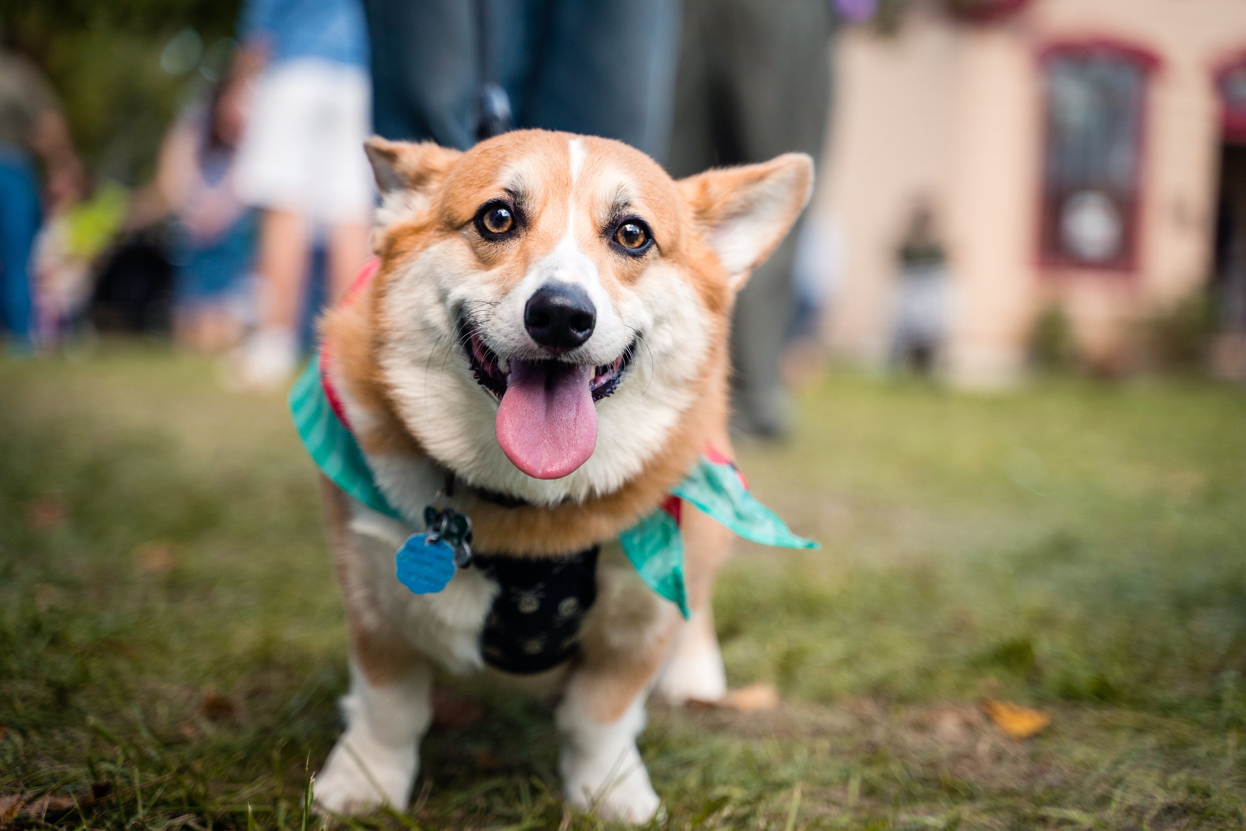 Apple Butter Festival 2018 (5 of 44).jpg