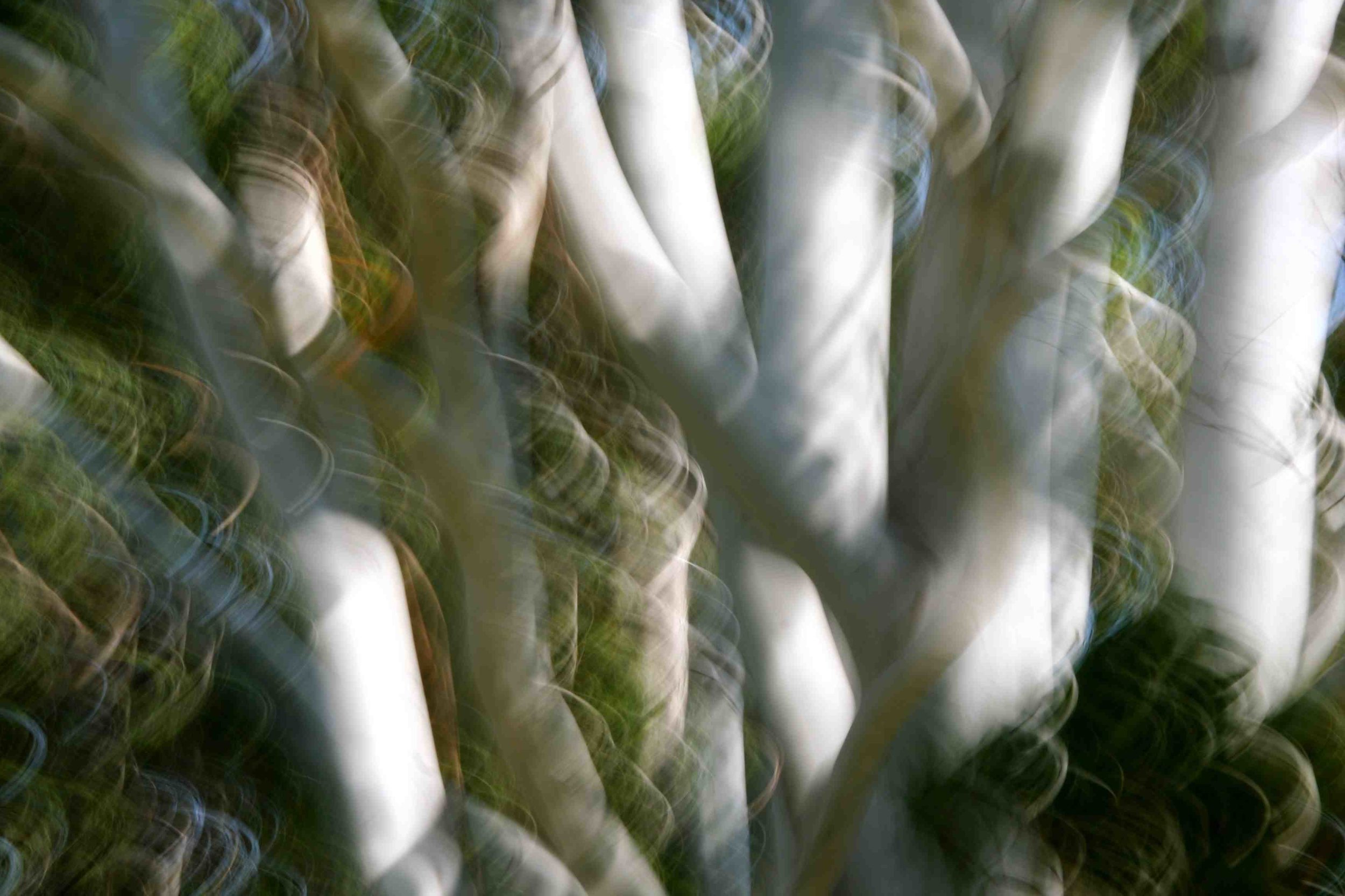 Treespirit1sml.jpg
