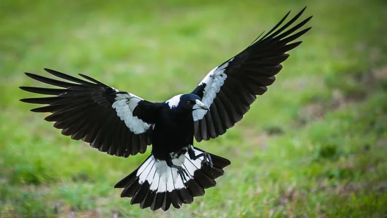 The perils of magpie swooping season and a bird called Special