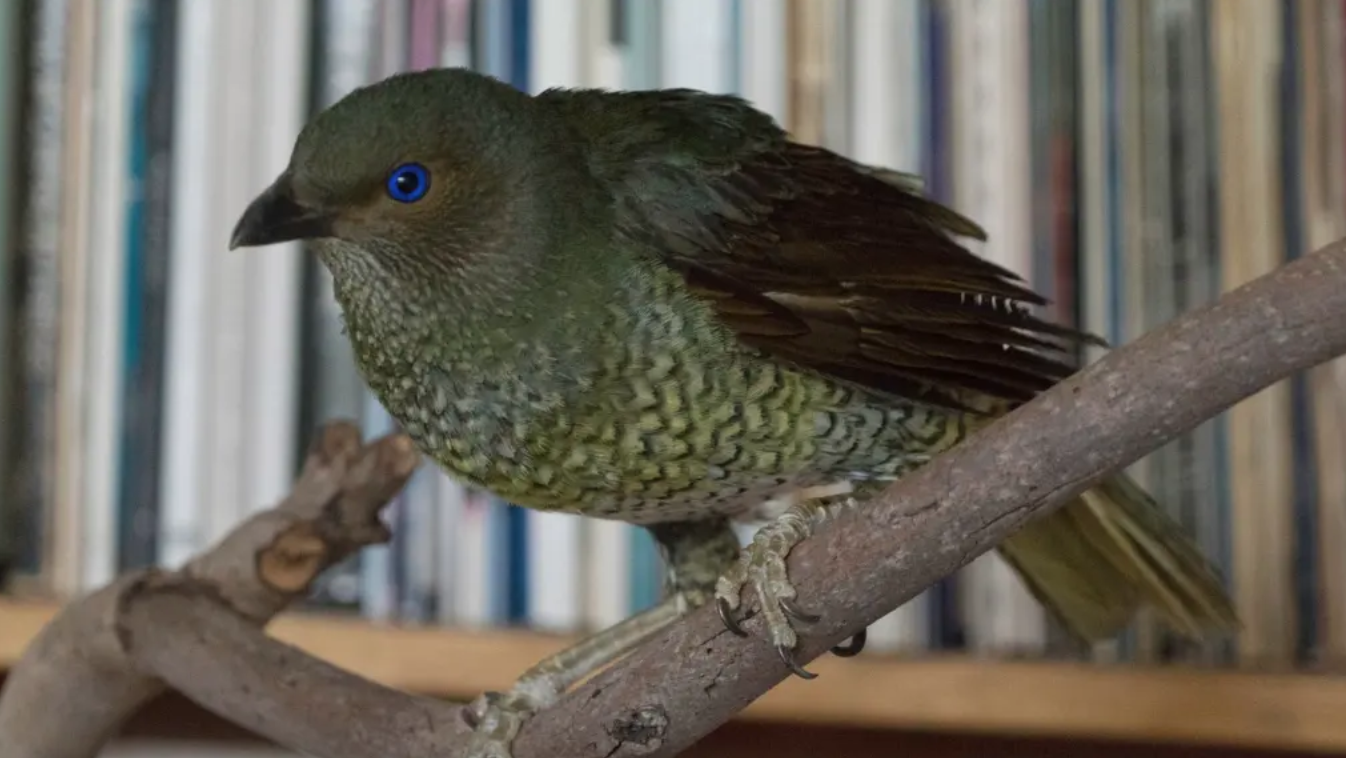 Life on the Hawkesbury: A photographer, a poet and a bowerbird called Spinoza
