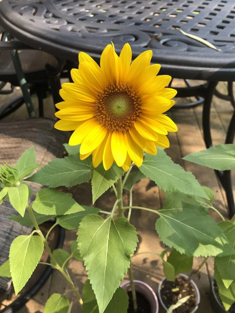 Gardening at the End of the World
