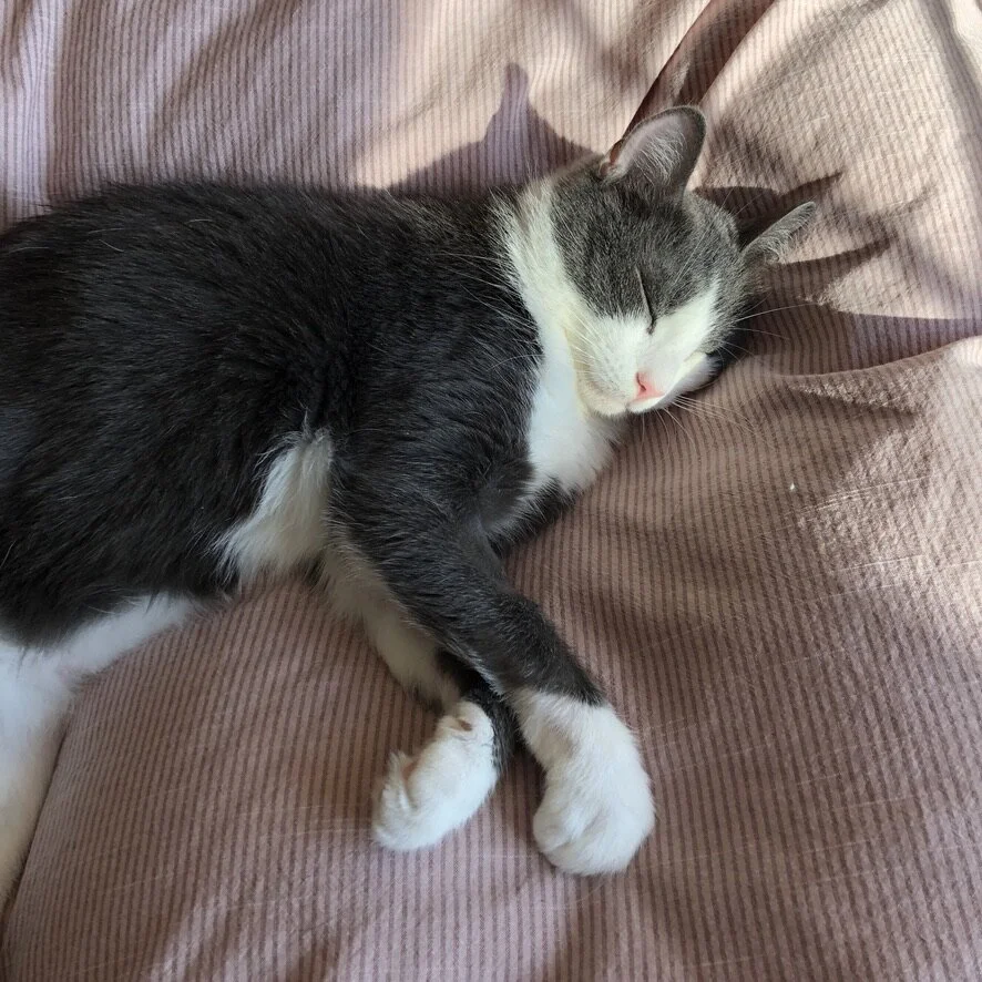 The Petting of a Cat