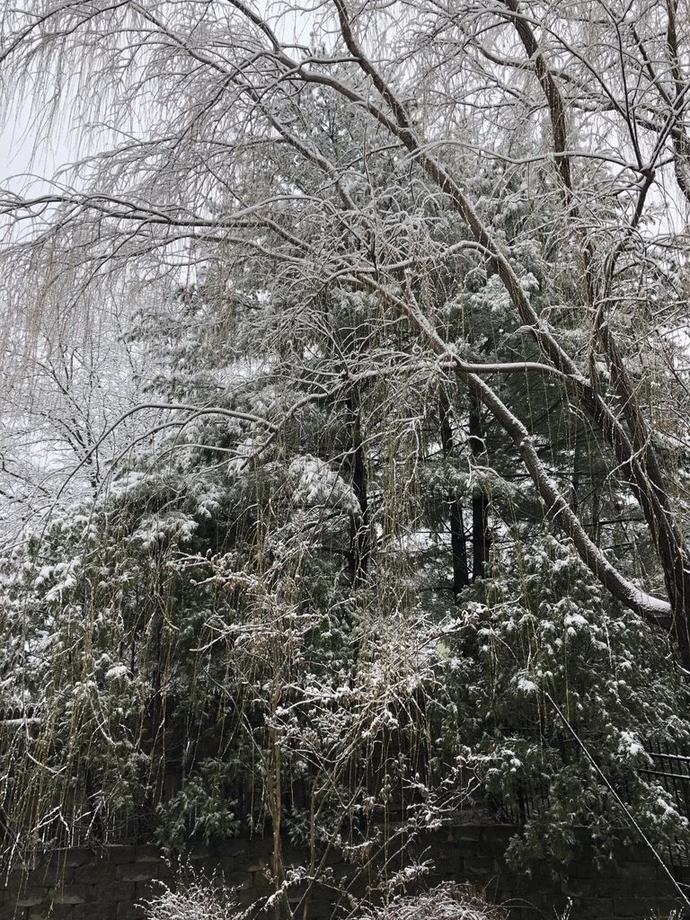 The Difference of a Day (or) The Death of the Willow