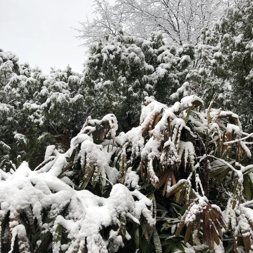 The Beauty of Barren New Jersey