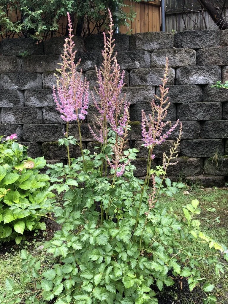 Plans, or the Ramblings of a Masochistic Gardener