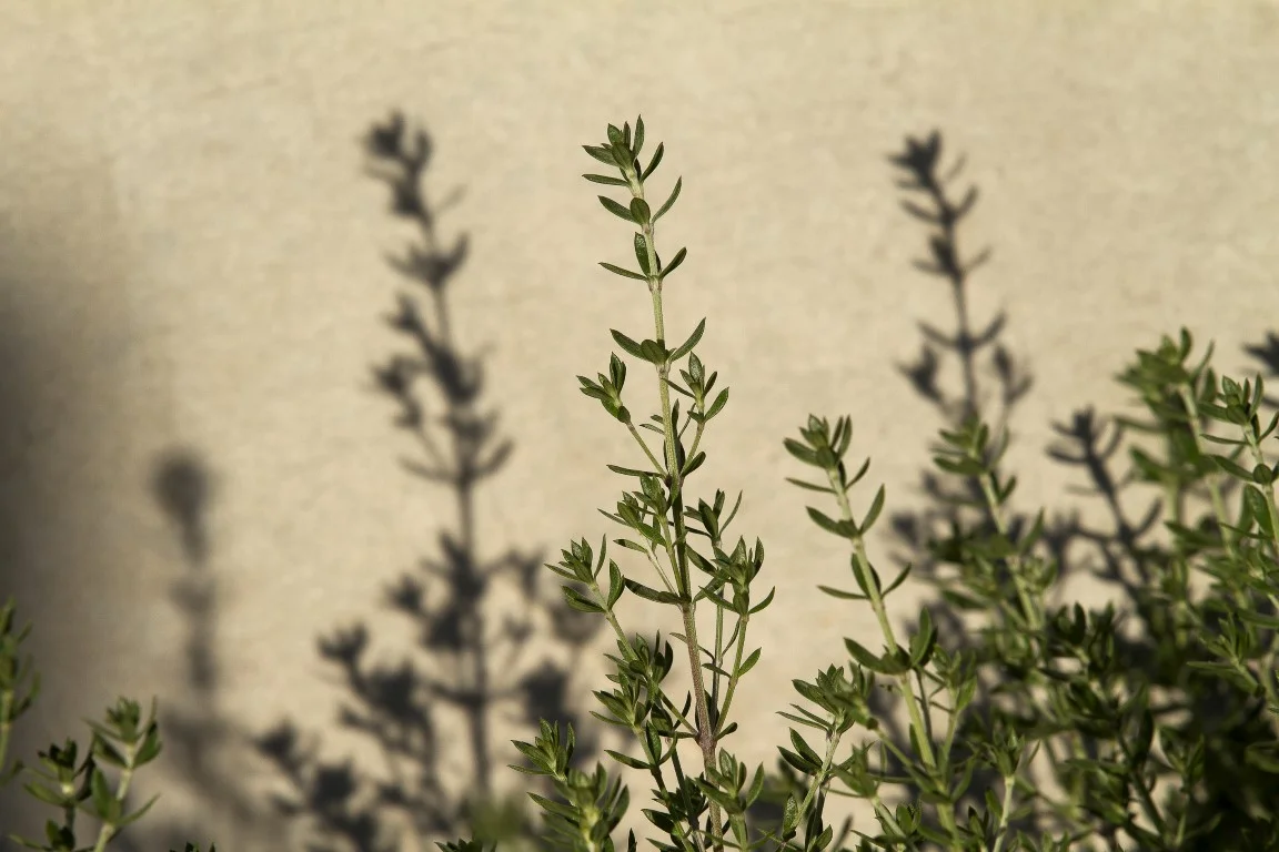 Perth Landscape Design