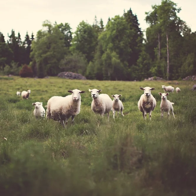 sheep-336474_1280.jpg