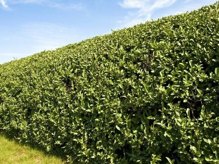 DB+Ground+and+Garden+Landscaping+and+Ground+works+Hedge+Trimming+Herefordshire+Monmouthshire+Gloucestershire+Worcestershire