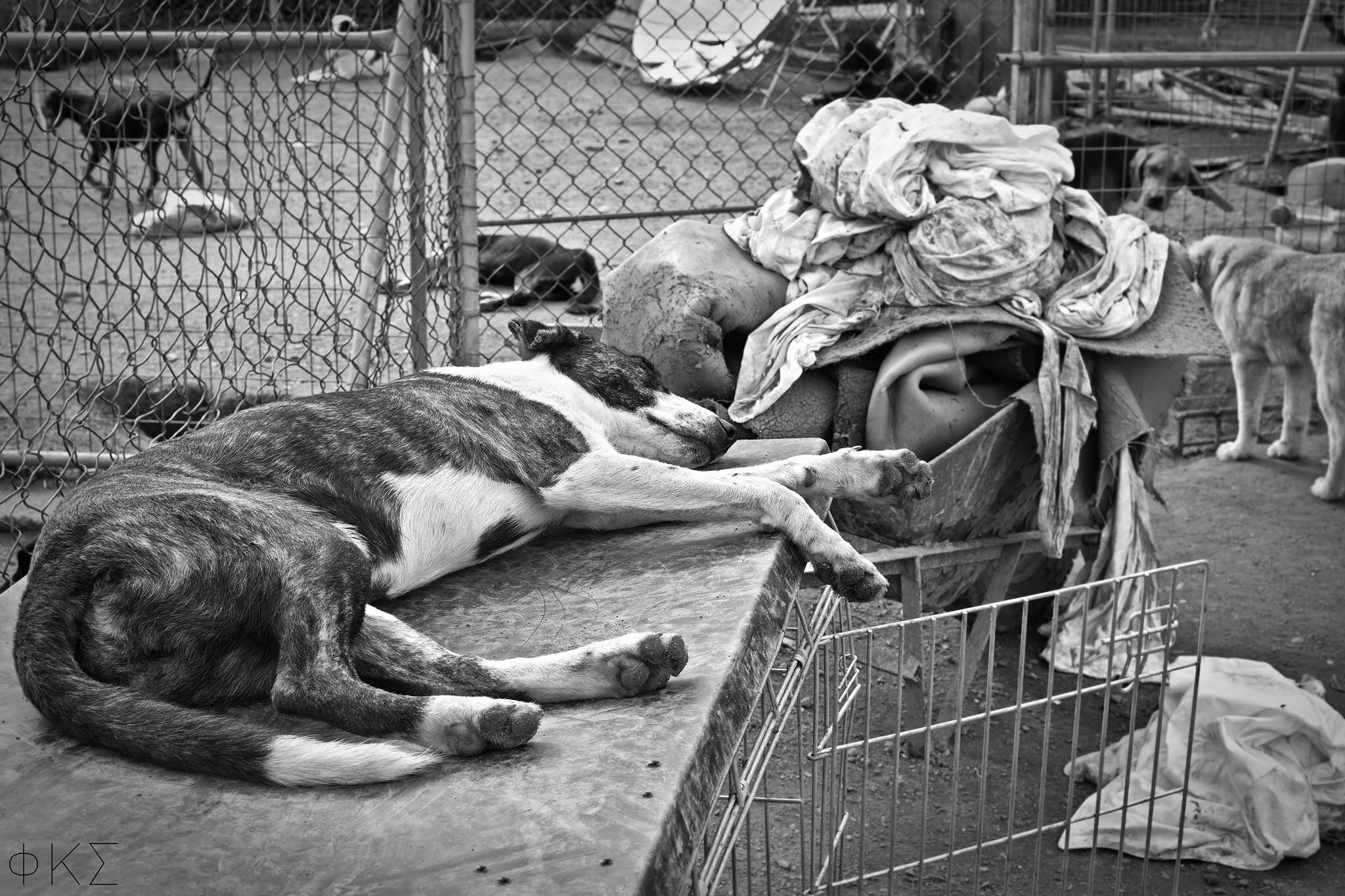 Dogs in Greece