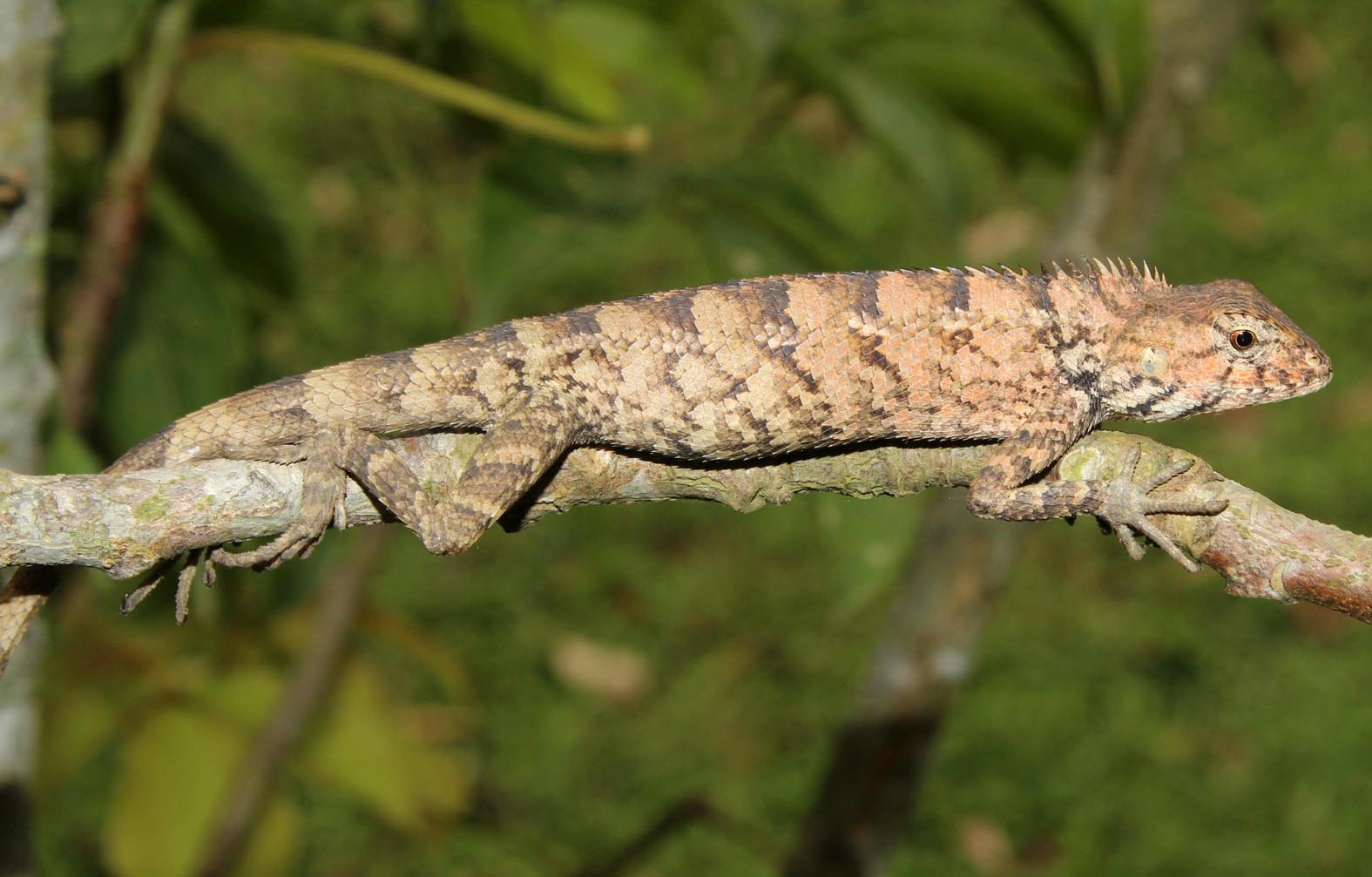 RS29398_Calotes versicolor_Dong Chau Office.jpg