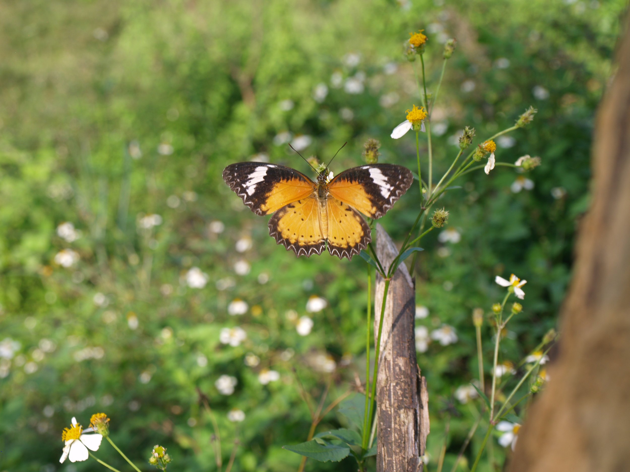 RS25411_Red Lacewing (Cethosia biblis) (6).JPG