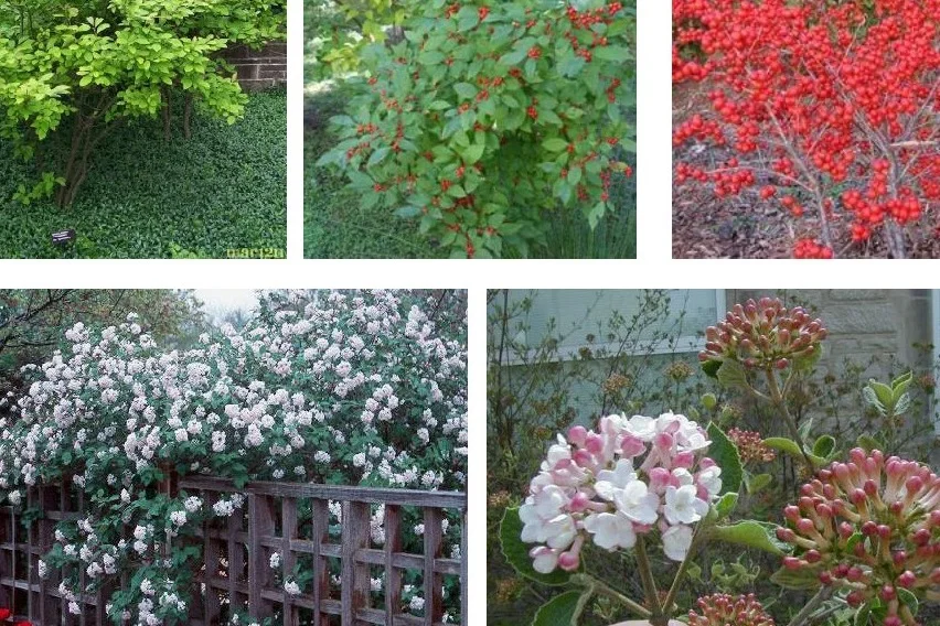 Plant Selection Support