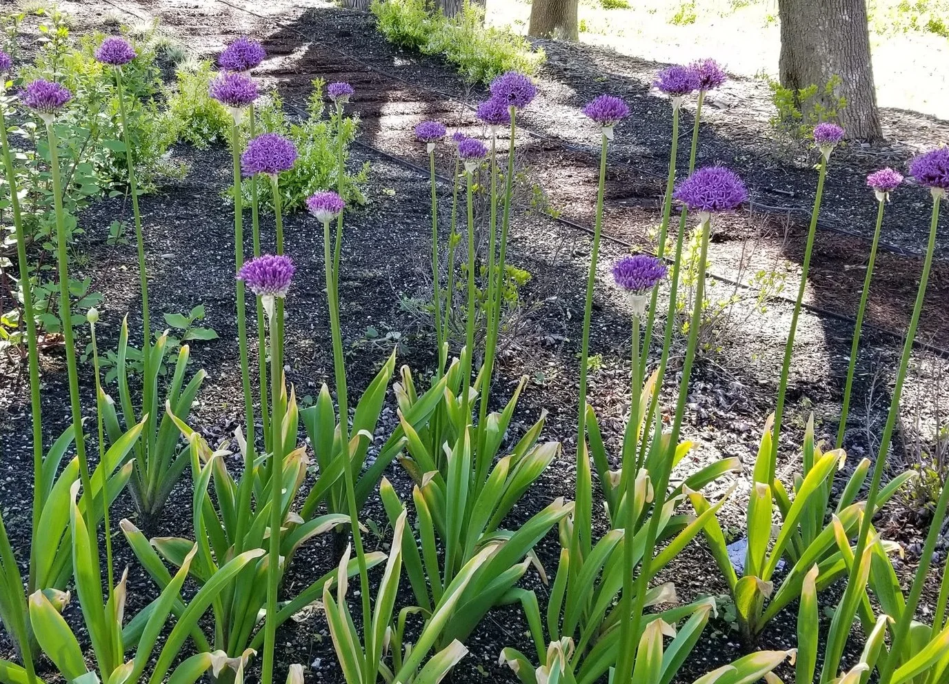 20190515_092948.jpg