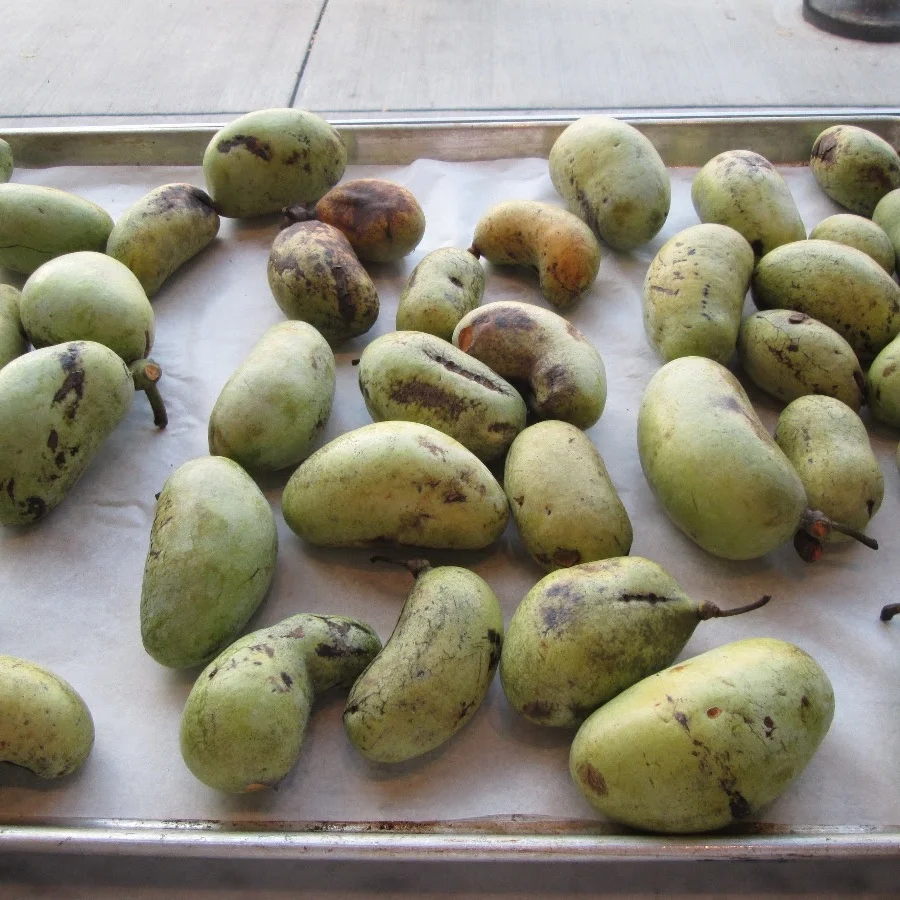 PawPaws, Tomatoes and the KSO