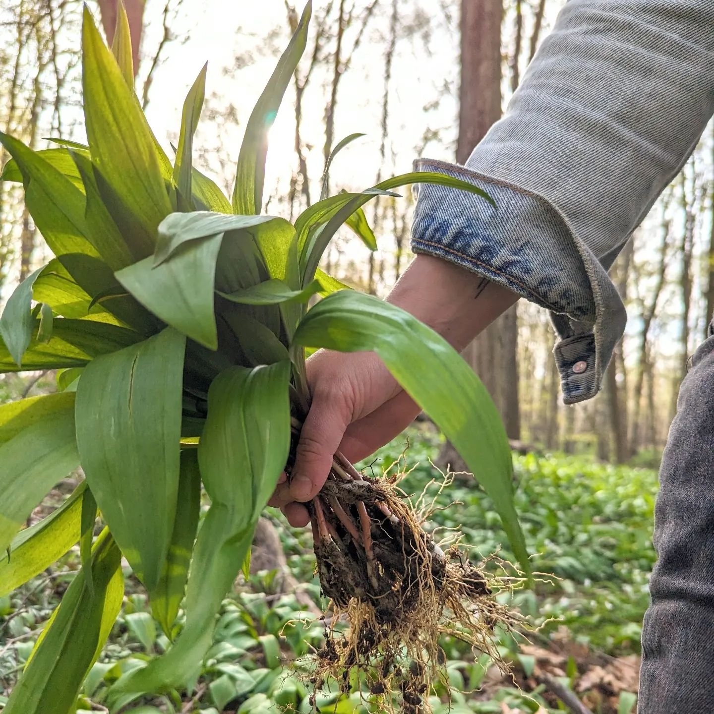 We had a great time harvesting ramps this year and want to share our process and appreciation for this humble plant.

Native to the area, ramps are some of the first edible plants to pop out of the ground every spring. Their early presence combined w