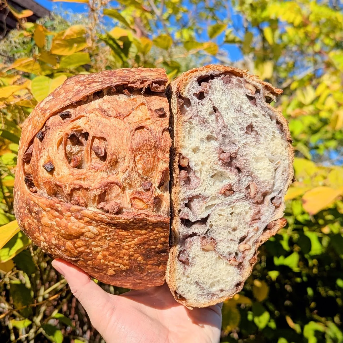 Apple walnut sourdough is shining this Monday morning! 

Our Kalamazoo sourdough goes great with the sweet tart apples, perfectly rounded out with roasted walnuts and autumnal spices.

The season for this loaf is coming to a close, so if you haven't 