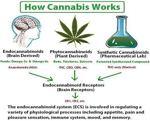 3 Types of Cannabinoids.jpg