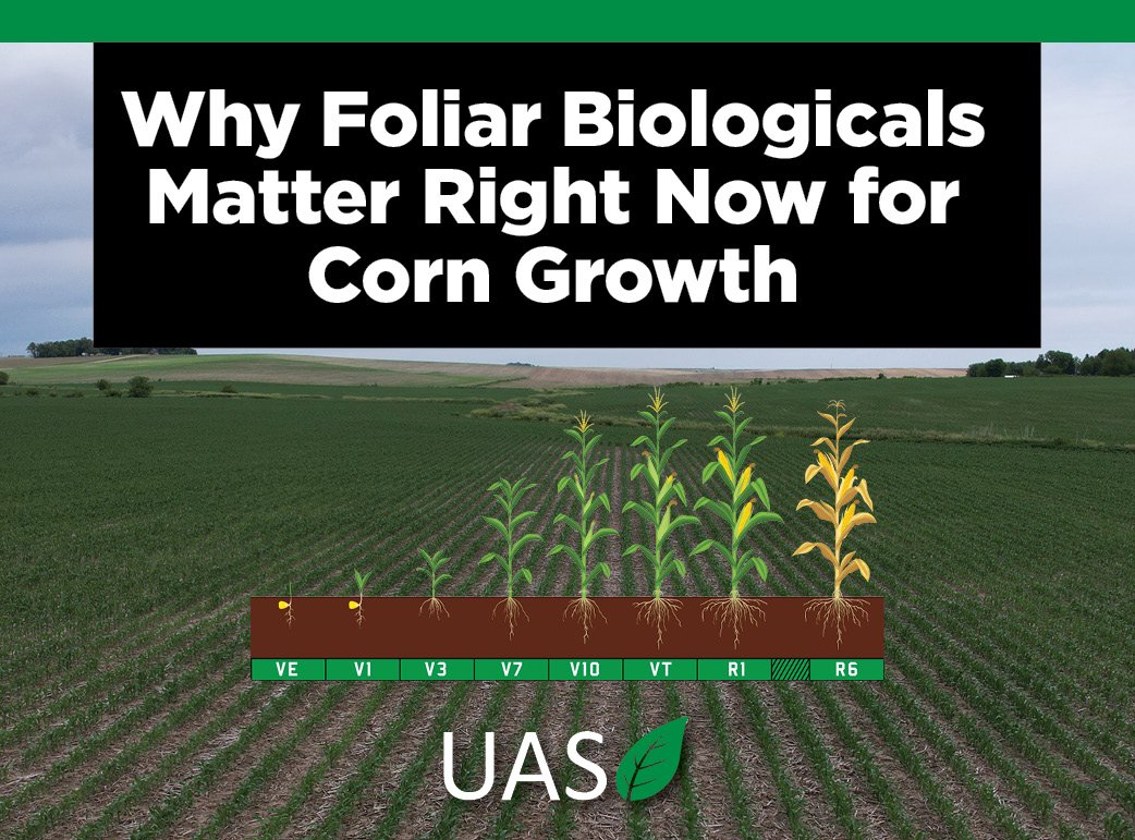 Why Foliar Biologicals Matter Right Now for Corn Growth and Replant Situations