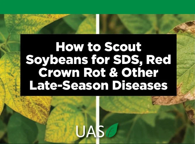 How to Scout Soybeans for SDS, Red Crown Rot &amp; Other Late-Season Diseases