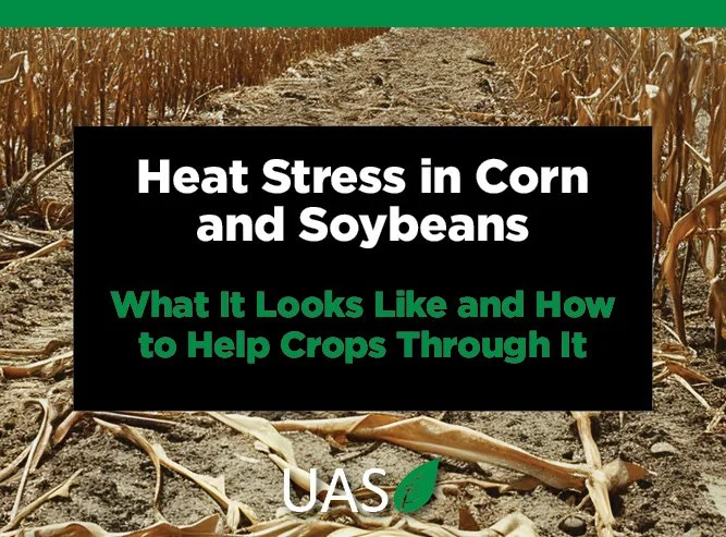 Heat Stress in Corn &amp; Soybeans | Signs, Symptoms &amp; Management