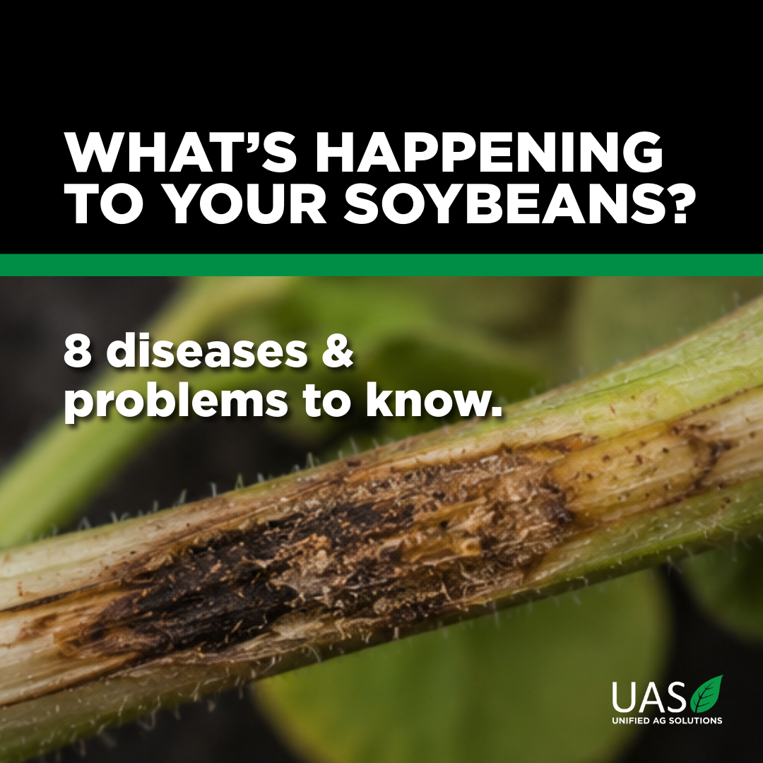 Soybean Disease Identification Guide: What to Look for in Your Fields