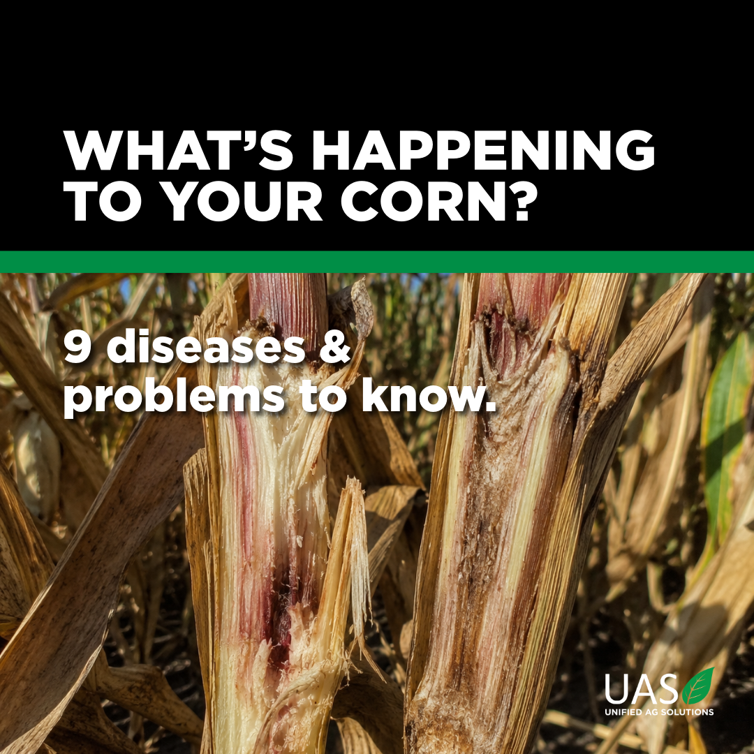 Corn Disease Identification Guide: What to Look for When Scouting Corn
