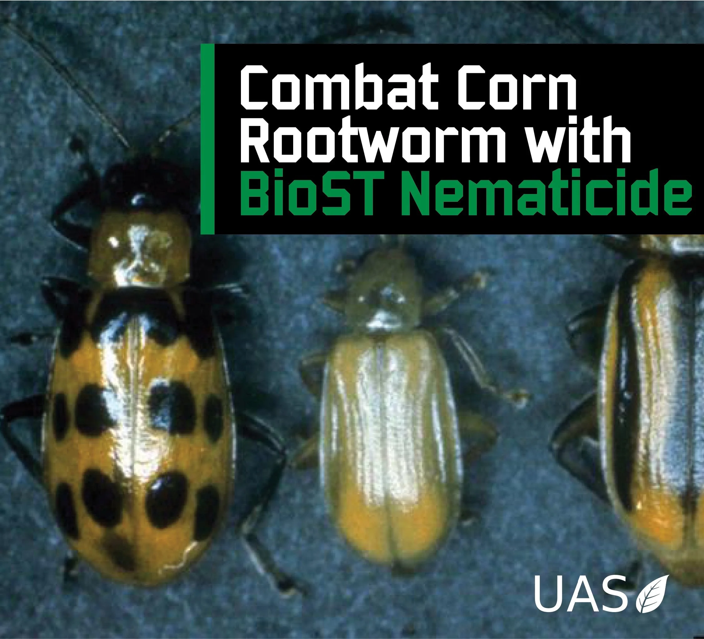 corn+rootworm-.jpg