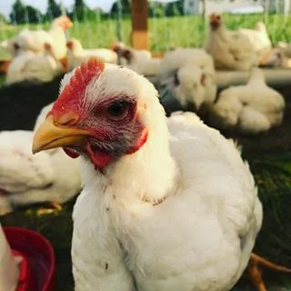 chicken.jpg