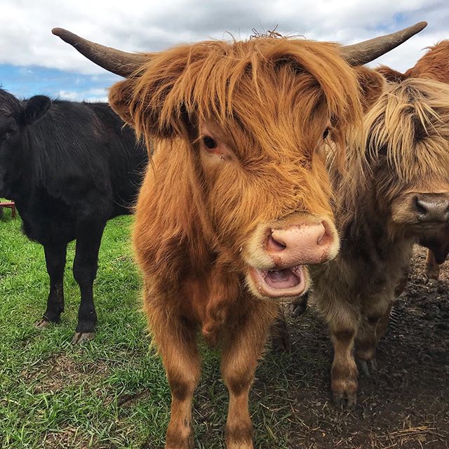 1,000 Instagram friends!!! Thanks so much for following along with us! We appreciate the fun, laughs, and insight this platform brings. .
.
.
Things here have been kind of tough. Short version: our meat chickens contracted a bacterial infection from 