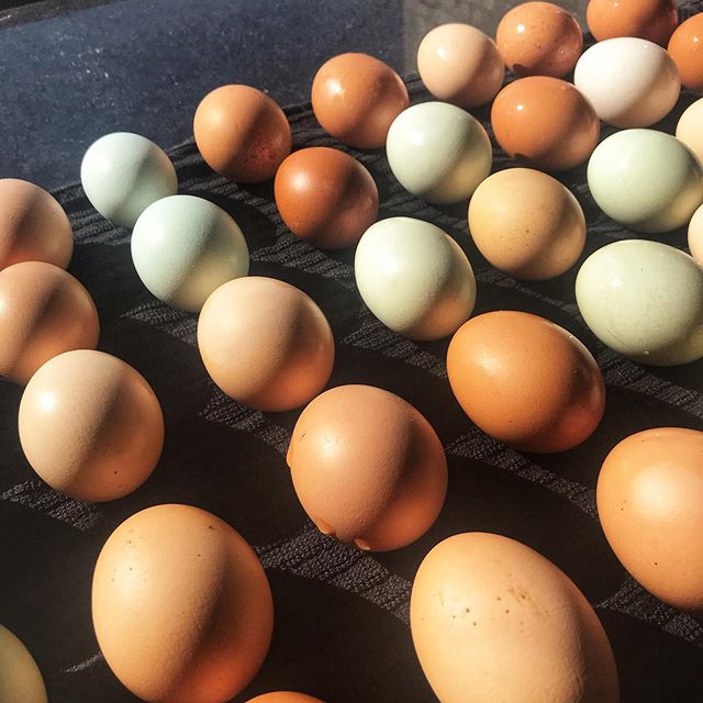 Egg washing is one of my favorite farm chores. To sell eggs in WI they don&rsquo;t have to be washed, only visually free of debris. Some of our customers request only unwashed eggs. .
.
.
But 💩 happens and chickens lay eggs in sand, dirt, etc so col