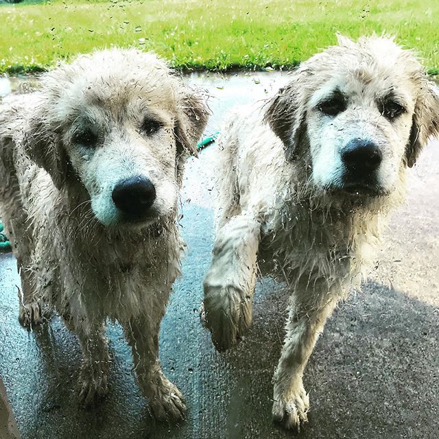 Tossing this memory out from last summer. Not much has changed since Maize and Blue were little. They&rsquo;re still wet/dirty most mornings. 🙄
.
.
The summer we moved here, I was surprised by the many nights of coyotes howling. We saw gross badgers