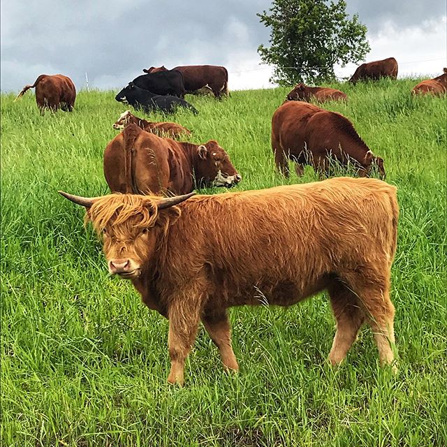 This rainy weather isn&rsquo;t helping the fencing project to get done, but the cows prefer it over the HOT 🥵. .
.
.
Last week Trevor asked me how the fence guys did that day and I reported they were digging holes with a giant corkscrew. He nodded l