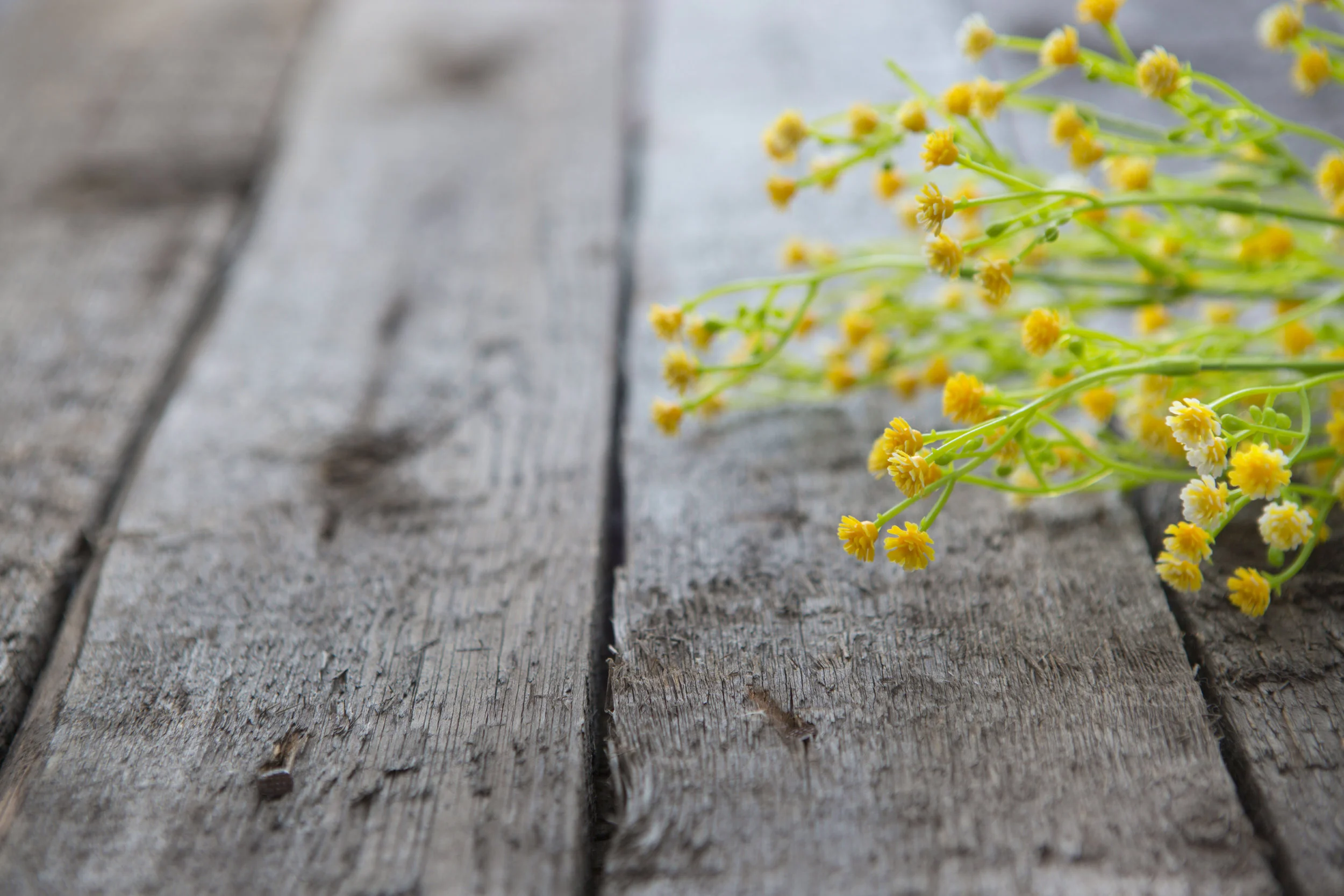 A picture of CHAMOMILE tea flowers, Tea Starter Kit, Tea Zaanti 