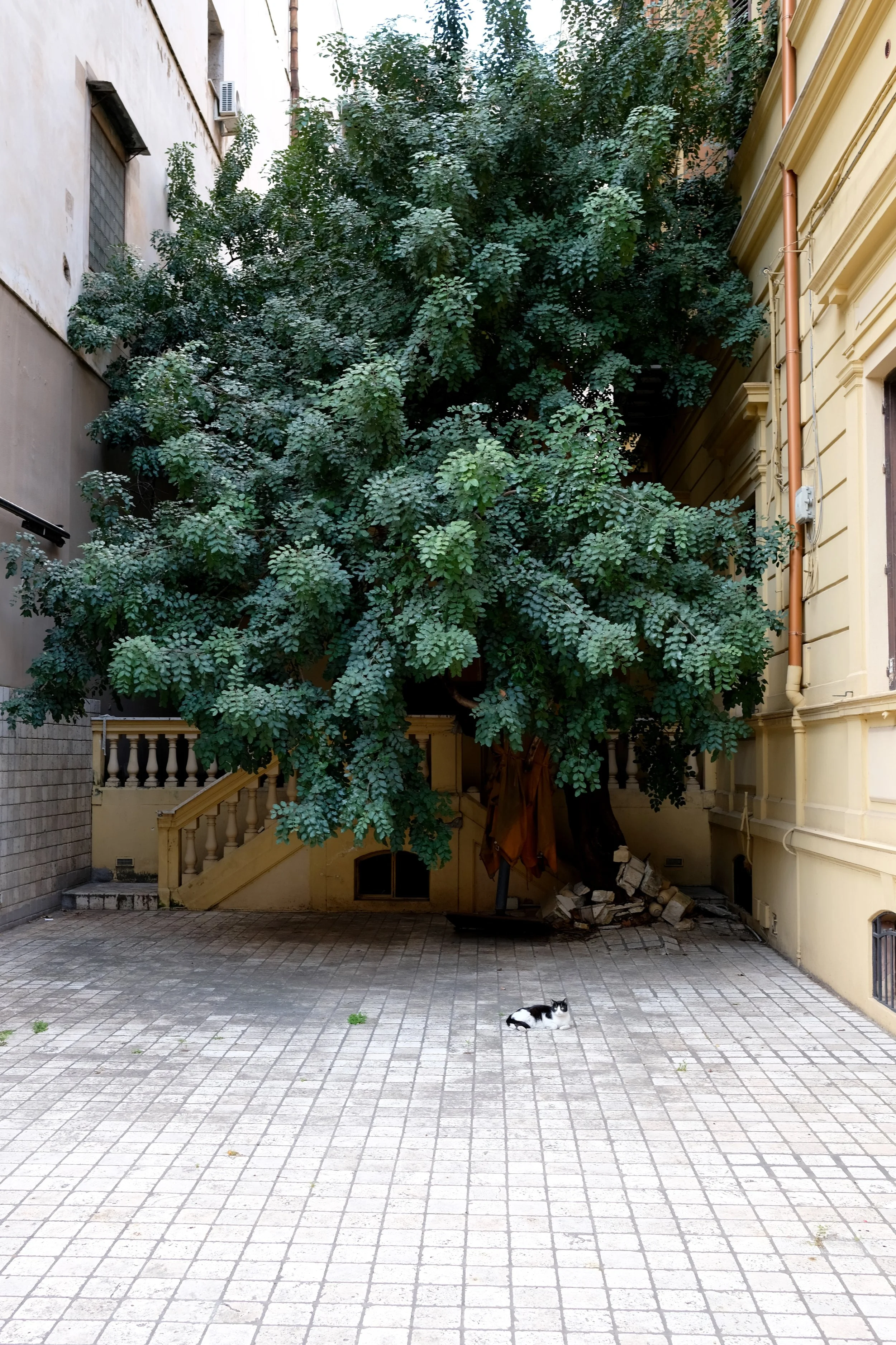 Entrance and foliage, Palermo