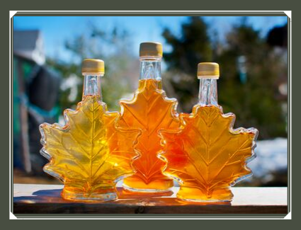 MMSA_maple in fall.png
