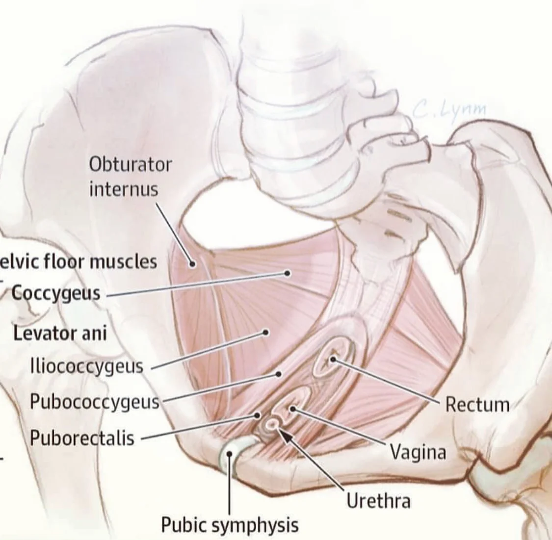 What/where the heck are my pelvic floor muscles?!