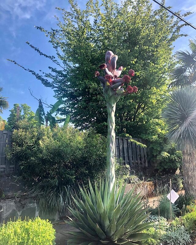 paid a visit to this flowering agave that only blooms once in a lifetime 🌸✨may we all find a reason to bloom + stretch our petals toward the sun during these weird times 🌞 ✌🏼