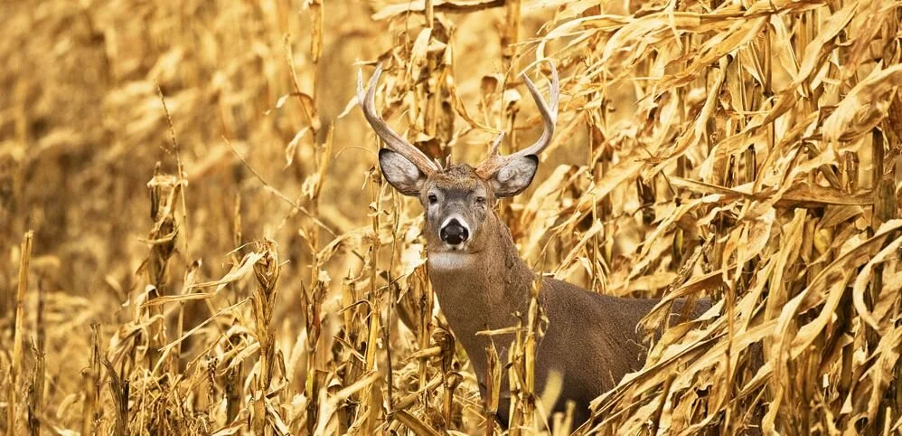 NWTF Conservation Seed Interest Survey