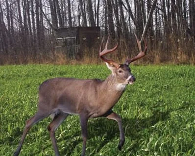 2023 Spring Seed Subsidy offered to VA NWTF members