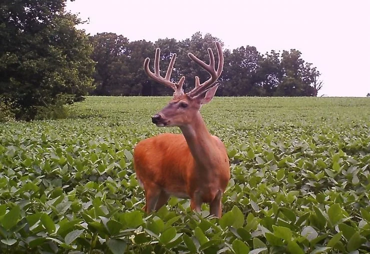2022 Spring NWTF Conservation Seed Interest Survey