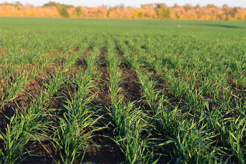 Winter Wheat arrives Aug. 17th - Order NOW!!