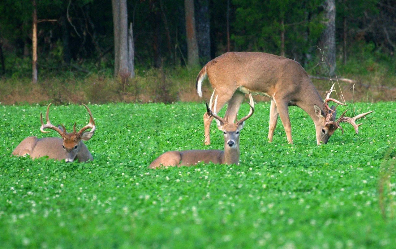 Virginia NWTF Seed Subsidy available now!