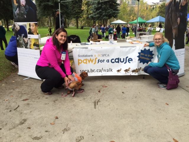 We had the privilege to not only be a sponsor of today's BCSPCA Paws for a Cause walk in Trail, BC, but also to have ATCO's two Daschund Mascot's (Lola &amp; Honey) take part in the walk.