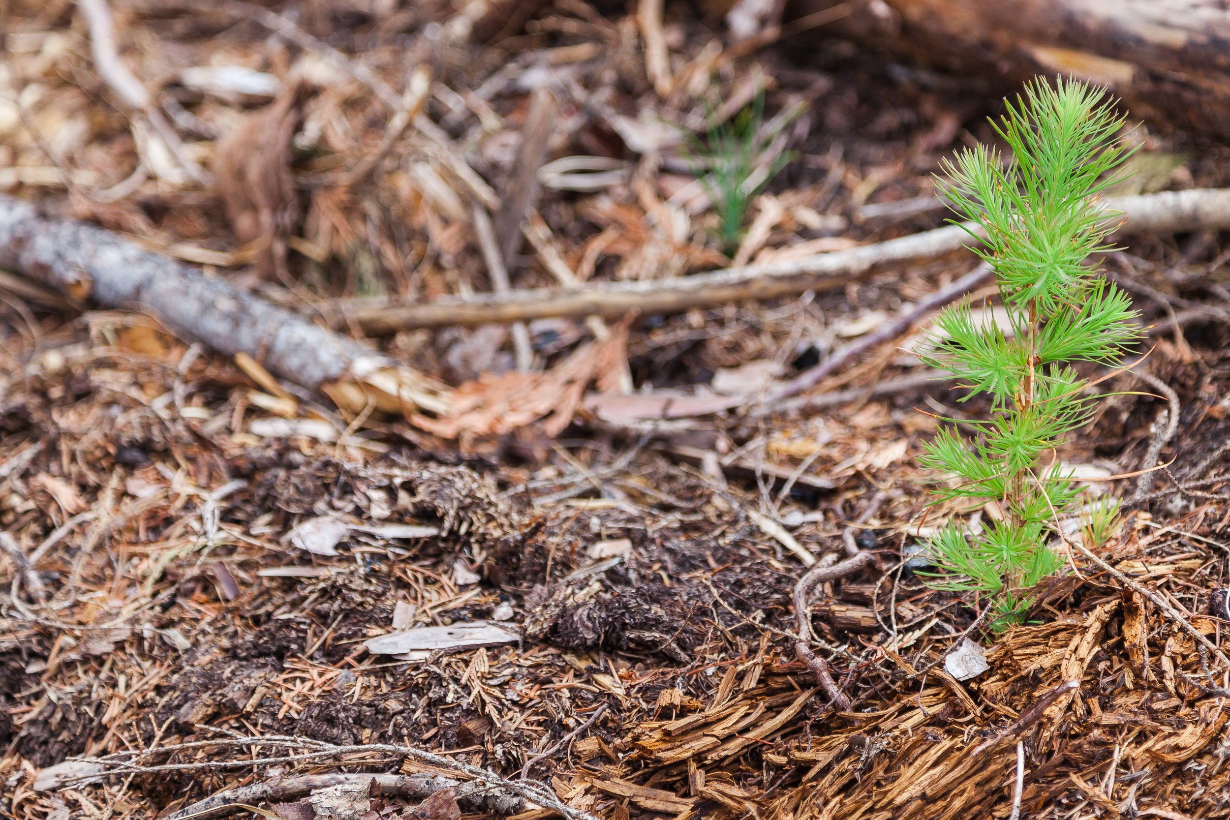 ForestManagement_Planting_Gallery_2.jpg