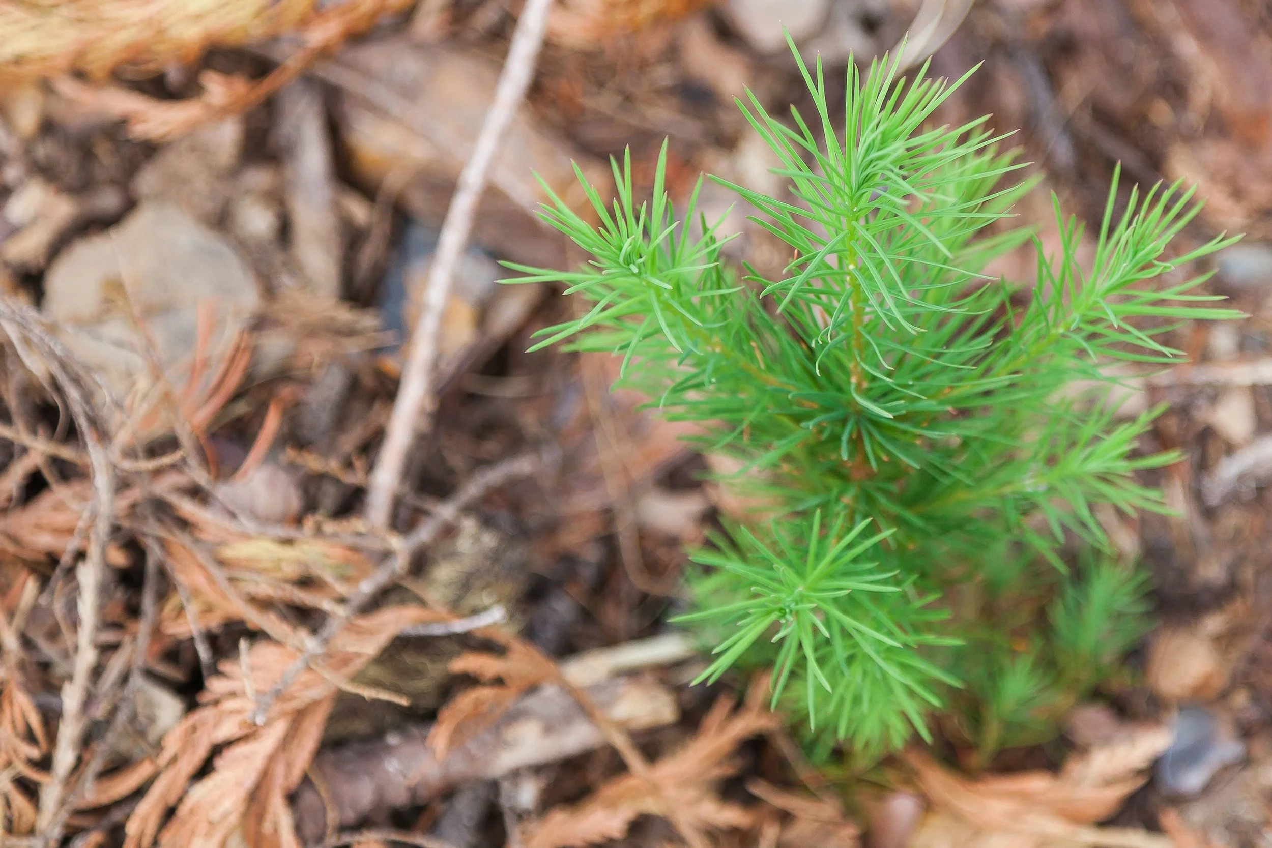 ForestManagement_Planting_Gallery_1.jpg