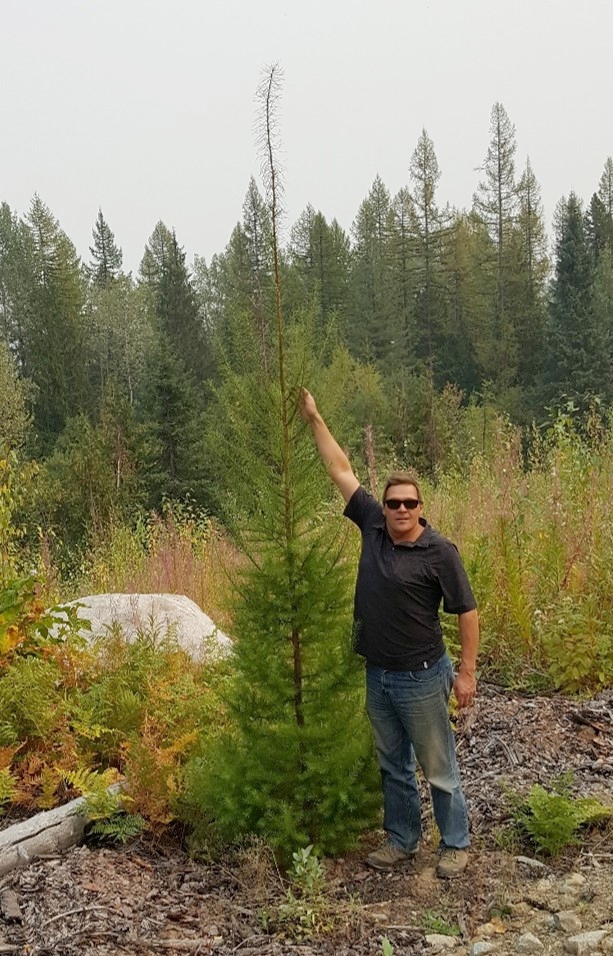  Photo was taken August 2017 of a Larch tree planted in May 2015 during ATCO Wood Products and Greenpeaks Guinness World Record tree plant. 