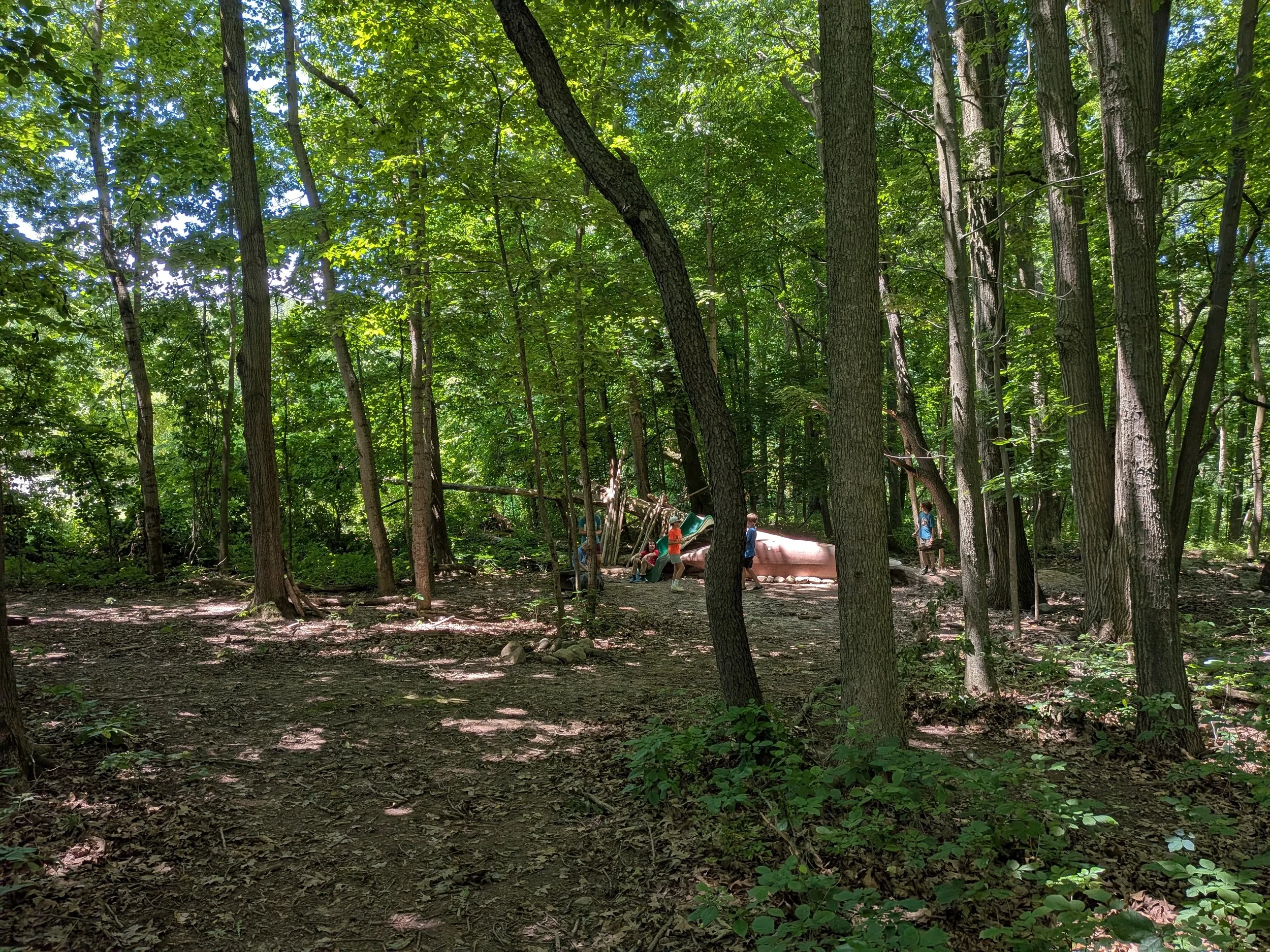 Dappled sunlight shines through canopy of tall trees. The ground has cleared paths where play and movement happen. There is a fallen tree that has been