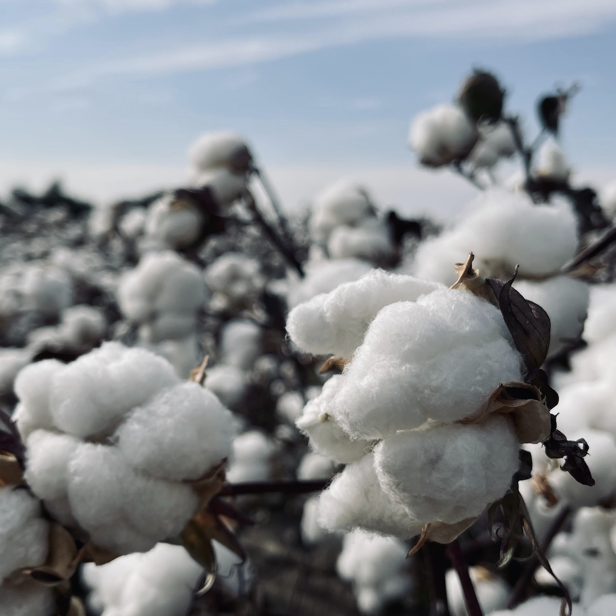 Leading brands could be unknowingly using cotton produced with forced labour, according to a new study